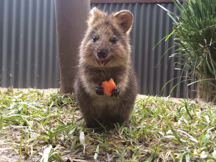 Kuranda Koala Gardens Park Entry - A small wildlife park inside Kuranda