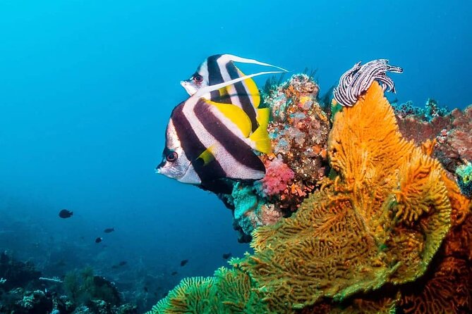 Kuza Cave, Blue Lagoon, Starfish Adventure, The Rock, Stone Town, Secret Garden - Starfish Beach near Pingwe