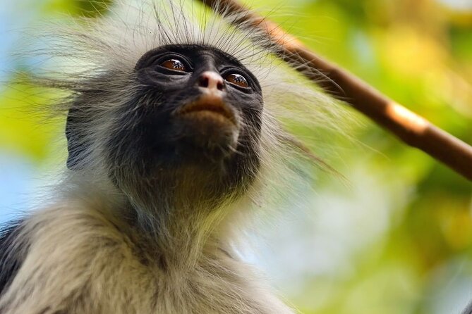 Kuza Cave, Monkey Tour, Secret Garden, Prison Island, Salaam Cave - Secret Garden gives the day a quiet pause