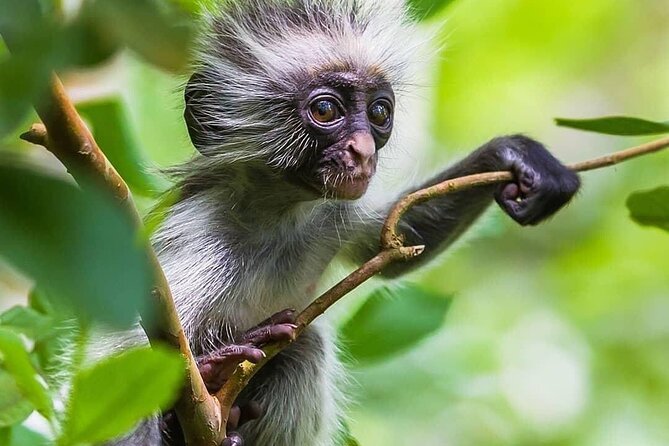 Kuza Cave, Monkey Tour, Secret Garden, Prison Island, Salaam Cave - What the $145 price really covers