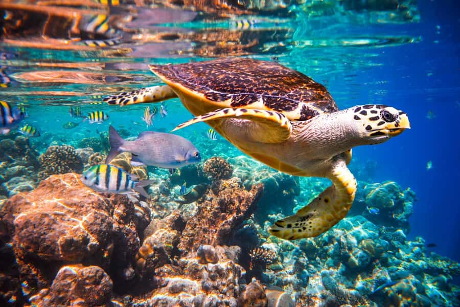 Kuza Cave, Rock Restaurant, Jozani Forest, Clear Kayaking - Why this tour works for a first day in Zanzibar