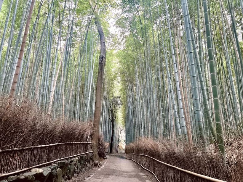 Kyoto: Arashiyama Bamboo Forest and Garden Views Tour - Starting at Kyoto Station and reaching Arashiyama