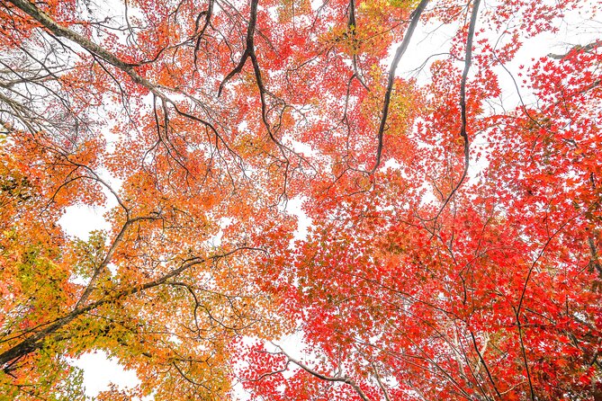 Kyoto Arashiyama Bamboo forest & Garden Half-Day Walking Tour - Sagaogurayama for side streets and local character