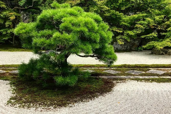 Kyoto Spring Evening (Cherry Blossom) Food Tour - Kyoto Imperial Palace and Kyoto Botanical Gardens