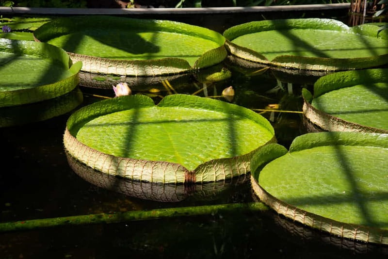 Lake Maggiore Gourmet: Gardens, Lake Cruise, & Food Tasting - Key points to know before you go
