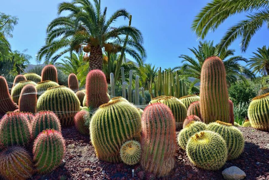 Lanzarote North Premium: Cueva Verdes, Jameos Agua, Mirador, and Cactus Garden - The Cactus Garden and its global plant collection