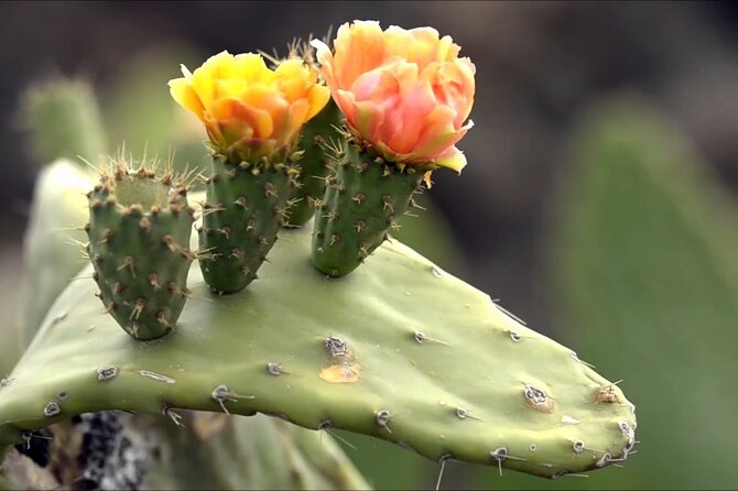 Lanzarote Tour: Lagomar Museum, Cactus Garden & La Graciosa - Guides, languages and group size