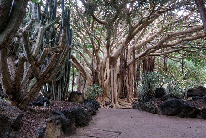 Las Palmas, Botanical Garden & Bandama Crater tour - Gran Canaria - What the coach and group size mean