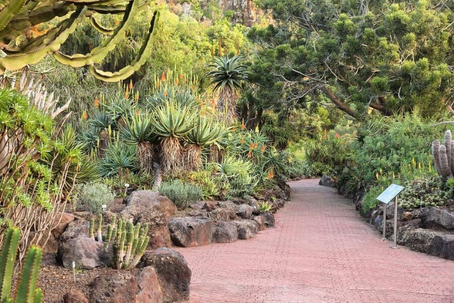 Las Palmas, Botanical Gardens and Bandama Volcano Tour - Canary Islands plants at the Botanical Garden
