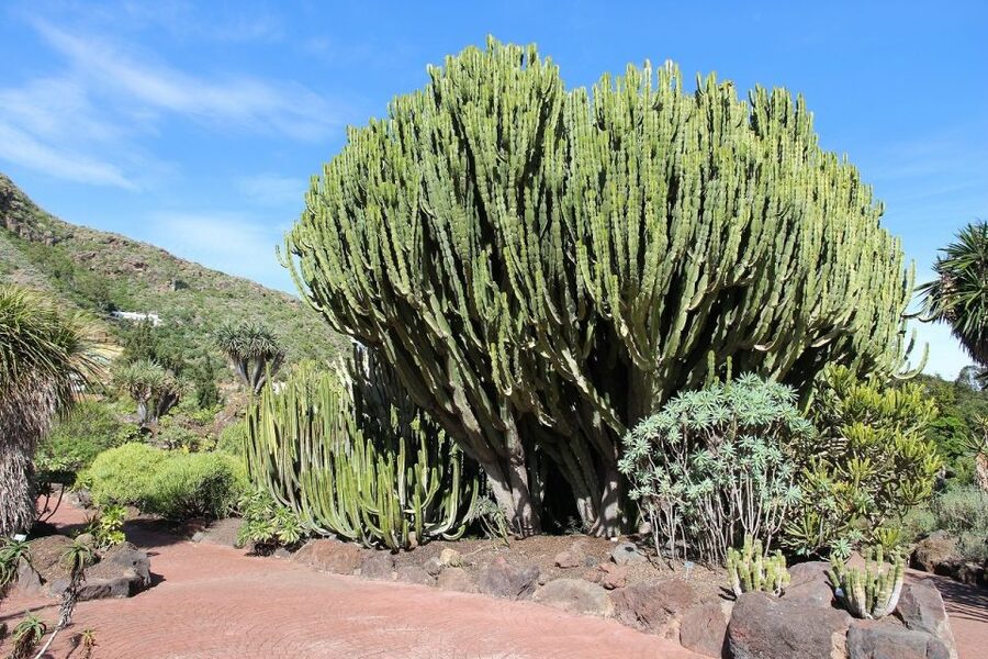Las Palmas, Botanical Gardens and Bandama Volcano Tour - Las Canteras and the Alfredo Kraus area