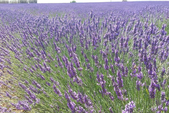 Lavender Beauty Small Group Half Day Tour from Avignon - The road from Avignon to Sault