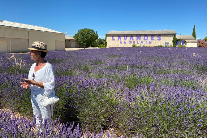 Lavender Discovery Private Tour in Provence - Valensole: 90 minutes among the lavender rows