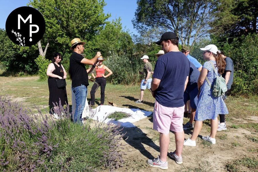 Lavender Field & Distillery Tour between Nimes & Arles - Key points to know before you go