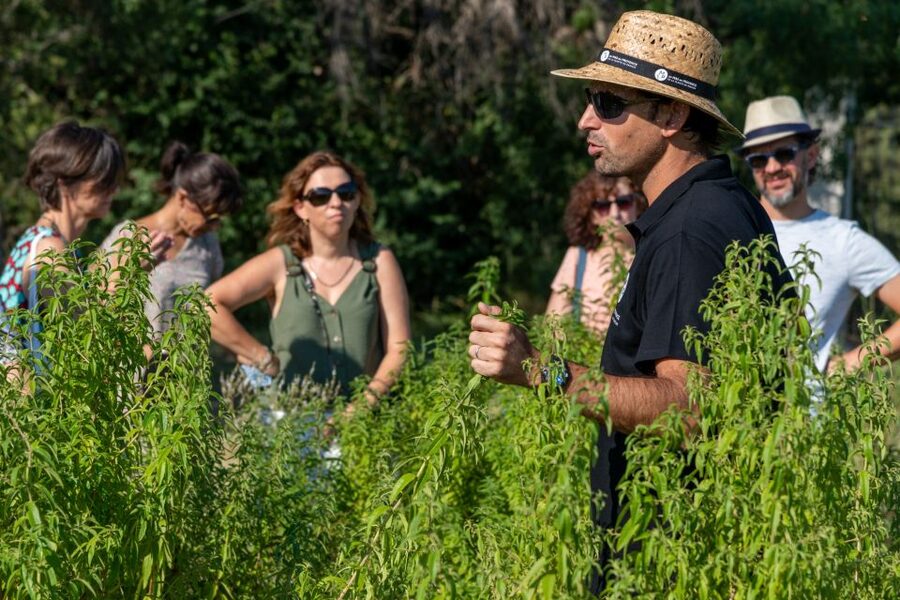 Lavender Field & Distillery Tour between Nimes & Arles - Timing, heat, and what to bring