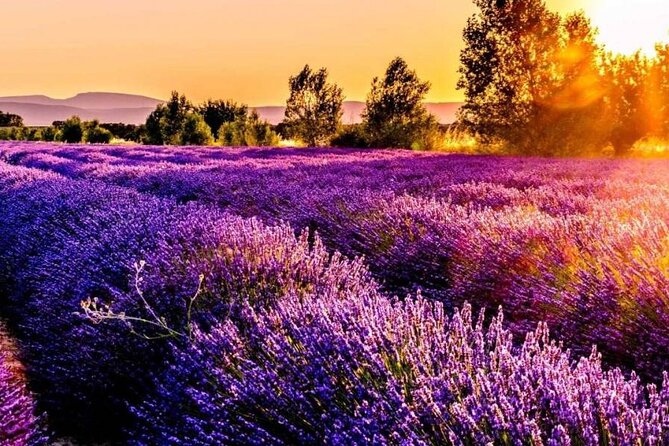 Lavender Fields Full Day Private Tour From Marseille - Why this day works from Marseille