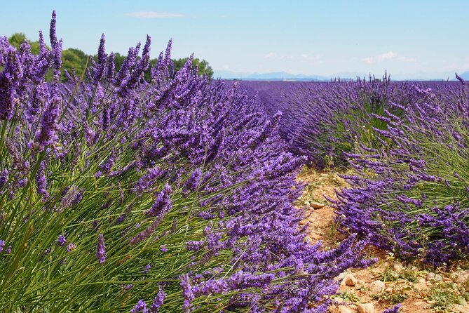 Lavender Fields Tour in Valensole from Marseille - Why this tour works from Marseille