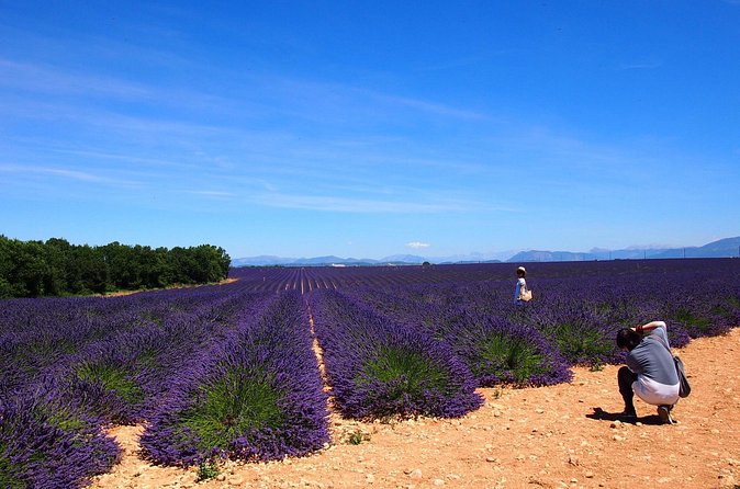 Lavender Fields Tour in Valensole from Marseille - What the price means at $120.14