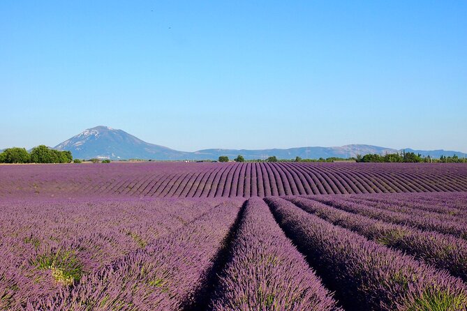 Lavender Fields Tour in Valensole from Marseille - Should you book it?