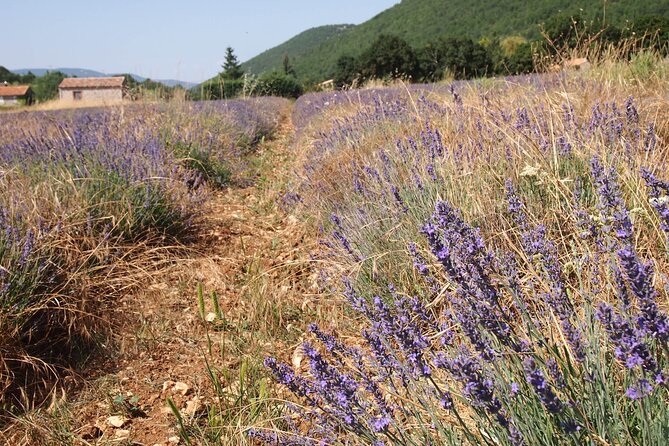 Lavender Full-day Tour in Sault From AIX-EN-PROVENCE - Crossing the Luberon toward Mont Ventoux