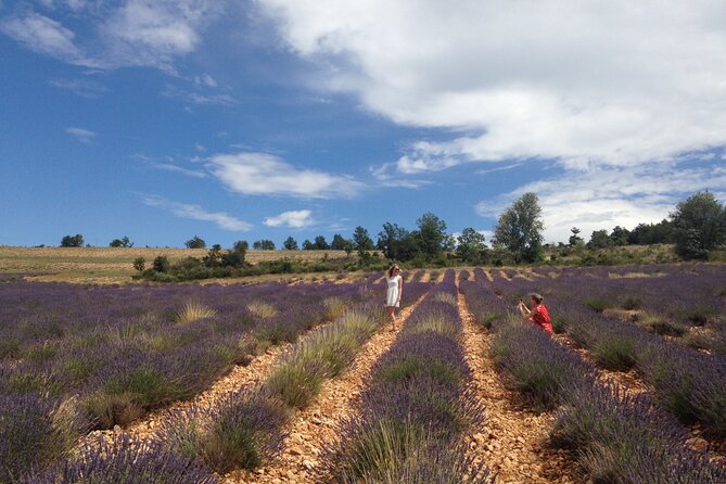 Lavender Full-day Tour in Sault From AIX-EN-PROVENCE - The timing question: June, July, or late summer?