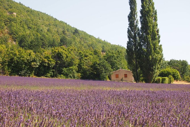 Lavender Full-day Tour in Sault From AIX-EN-PROVENCE - Is $101.27 good value?