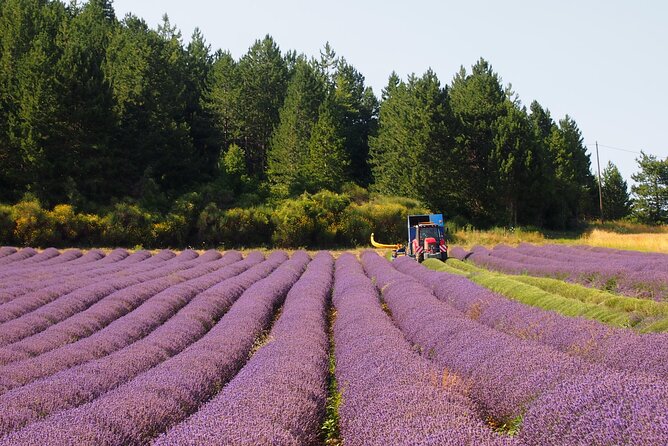 Lavender Full-day Tour in Sault From AIX-EN-PROVENCE - Cancellation and weather details