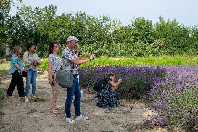 Lavender Harvesting and Distillation Workshop in Bellegarde - Key points to know before you book