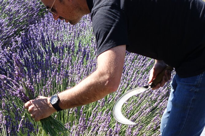 Lavender Harvesting and Distillation Workshop in Bellegarde - Learning the plants before you cut them