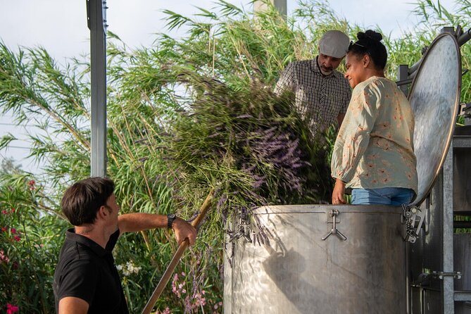 Lavender Harvesting and Distillation Workshop in Bellegarde - A friendly workshop, with a few practical limits