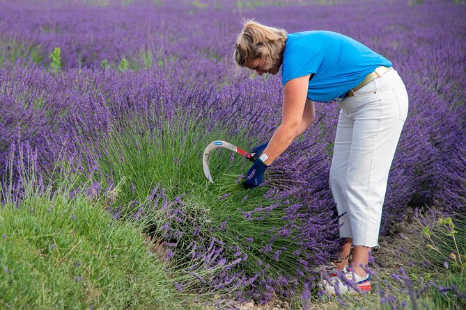 Lavender Harvesting and Distillation Workshop in Bellegarde - Using the Provençal pruning hook