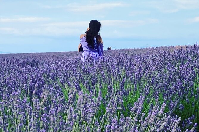Lavender in Bloom : Unforgettable Provençal Stroll - Key Points at a Glance