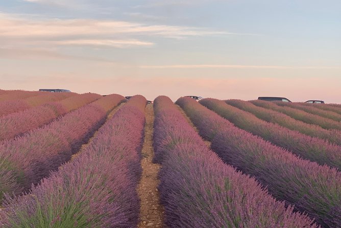 Lavender in Bloom : Unforgettable Provençal Stroll - Why This Lavender Tour Works So Well From Marseille