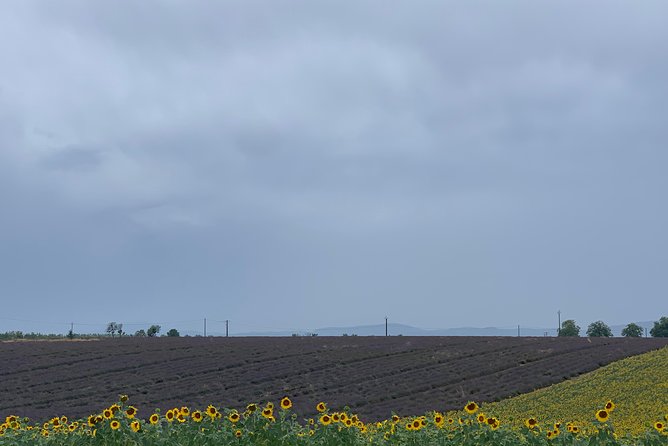 Lavender in Bloom : Unforgettable Provençal Stroll - Optional L’Occitane Stop