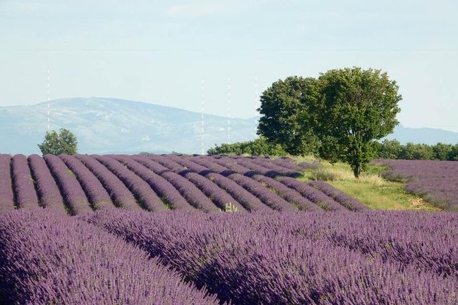 Lavender in Bloom : Unforgettable Provençal Stroll - The Sunset Picnic Option