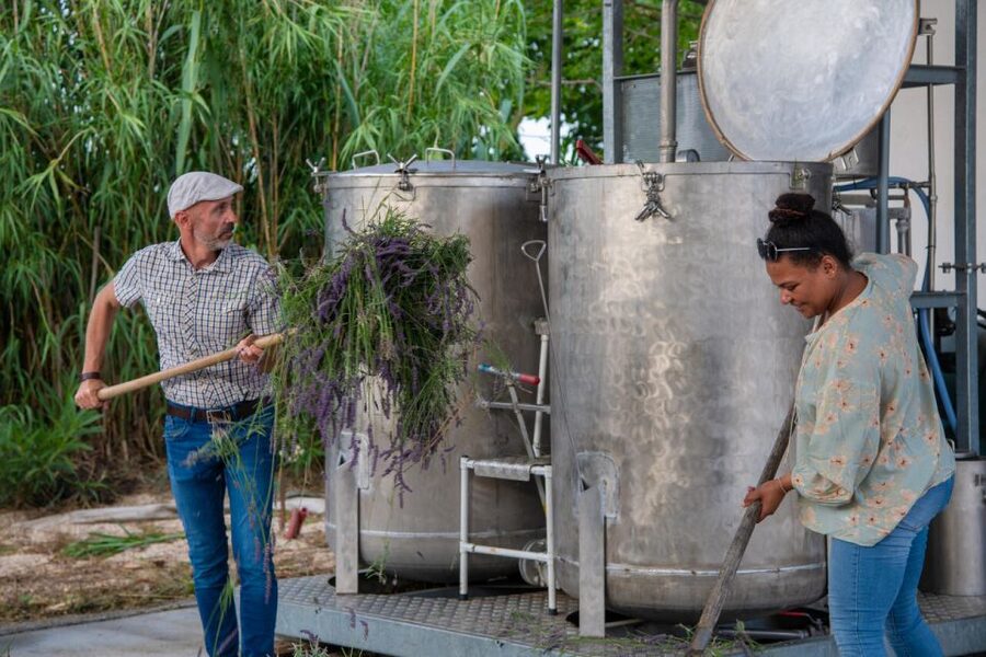 Lavender picking & distillation between Nîmes–Arles - Key points about the lavender experience
