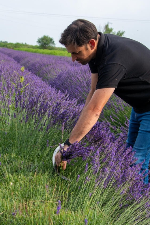 Lavender picking & distillation between Nîmes–Arles - From freshly picked flowers to the steam still