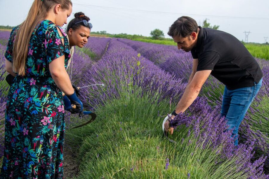 Lavender picking & distillation between Nîmes–Arles - Understanding essential oil and hydrolat