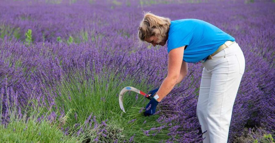 Lavender picking & distillation between Nîmes–Arles - Picking lavender with Gaël in the field