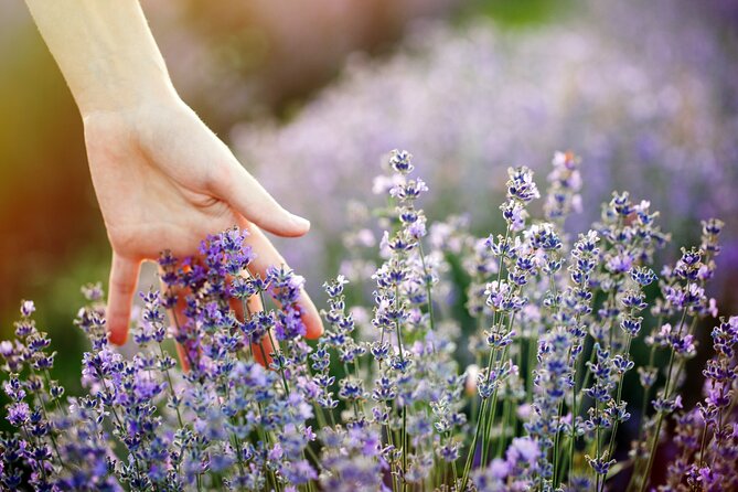 Lavender Route - Small-Group Day Trip from Avignon - What the guide adds to the experience