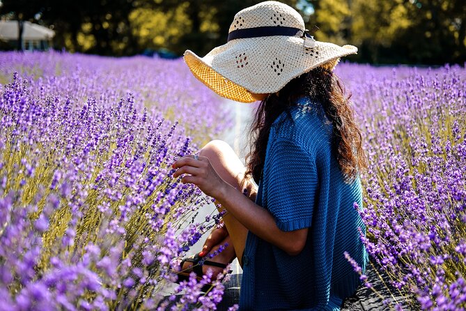 Lavender Route - Small-Group Day Trip from Avignon - Is $127.92 a fair price?