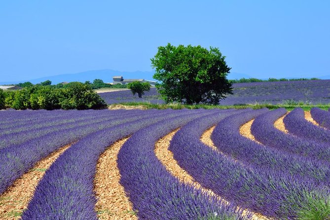 Lavender Small-Group Tour In Valensole from Marseille - Why Valensole is worth the long ride