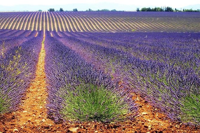 Lavender Small-Group Tour In Valensole from Marseille - Moustiers-Sainte-Marie gives the day a second highlight