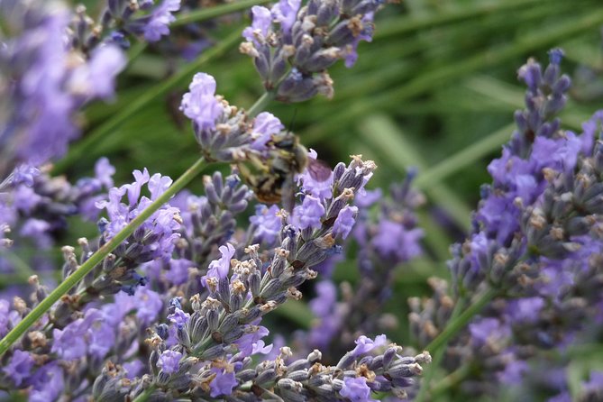Lavender Small-Group Tour In Valensole from Marseille - The minivan ride from Marseille
