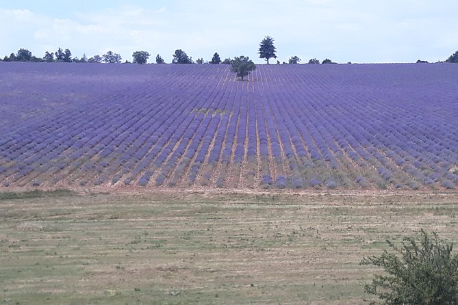 Lavender Tour Sault from Marseille - Two free hours in Gordes