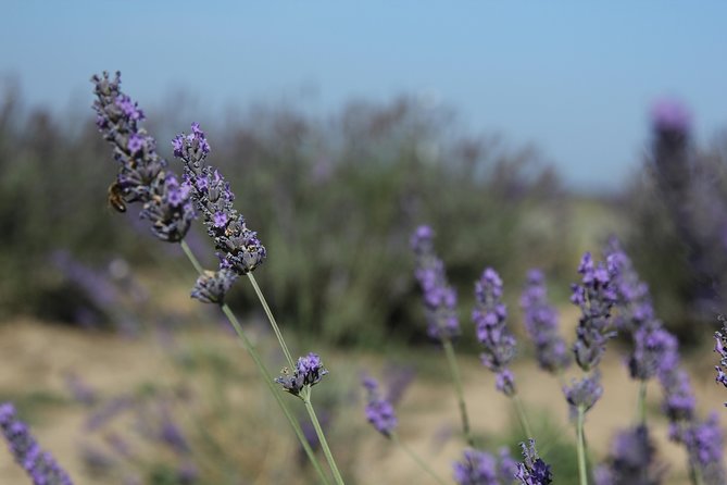 Lavender Tour Sault from Marseille - A short stop at Sénanque Abbey
