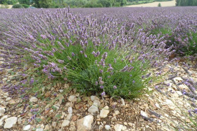 Lavender Tour Sault from Marseille - Who will enjoy this day most