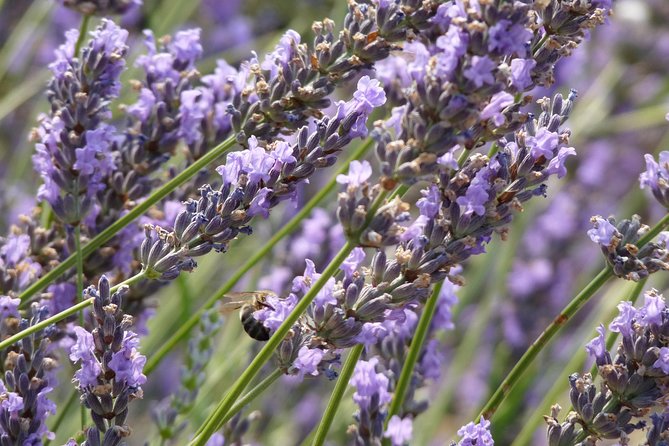 Lavender Tour Sault from Marseille - The ride from Marseille in a small minivan