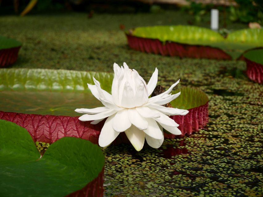 Leiden: Hortus botanicus Leiden Entry Ticket - Key points to know before you go