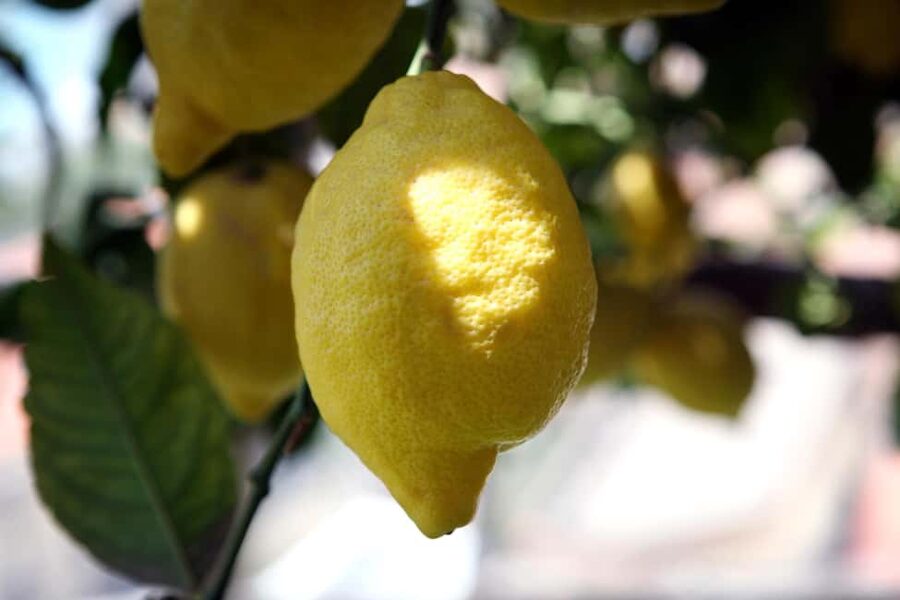 Lemons & Breathtaking Views: Amalfi Monumental Garden Tour - Meeting Gianmarco at Fior di Pizza