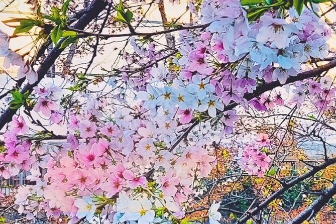 Licensed Guide Tokyo Meguro Cherry Blossom Walking Tour - Why this 90-minute Meguro walk works